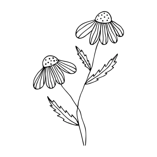Ромашки в стиле каракулей. Полевые цветы, нарисованные вручную — стоковый вектор
