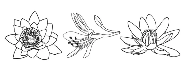 Лили Цветок Минимальный Ботанический Рисунок Векторный Набор Цветочных Элементов Дизайна — стоковый вектор