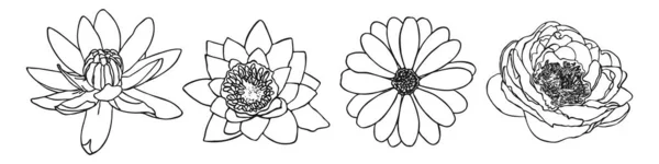 Минимальный Ботанический Рисунок Цветов Лилии Ромашки Пиона Контурная Векторная Цветочная — стоковый вектор