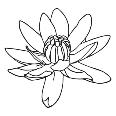   Lotus çiçeği skeci. Doodle Lotus skeci. Basit bir çiçek çizimi. Siyah özet. Vektör illüstrasyonu.