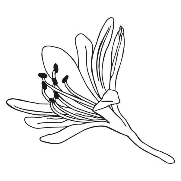 Magnifique Croquis Fleurs Lis Doodle Lily Sketch Dessin Main Simple — Image vectorielle