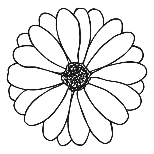 Desenho Flores Camomila Desenho Margarida Doodle Desenho Mão Simples Uma — Vetor de Stock