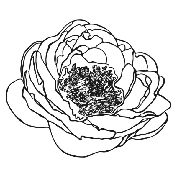 Пионский Цветочный Набросок Пионерский Скетч Простой Ручной Рисунок Цветка Черный — стоковый вектор