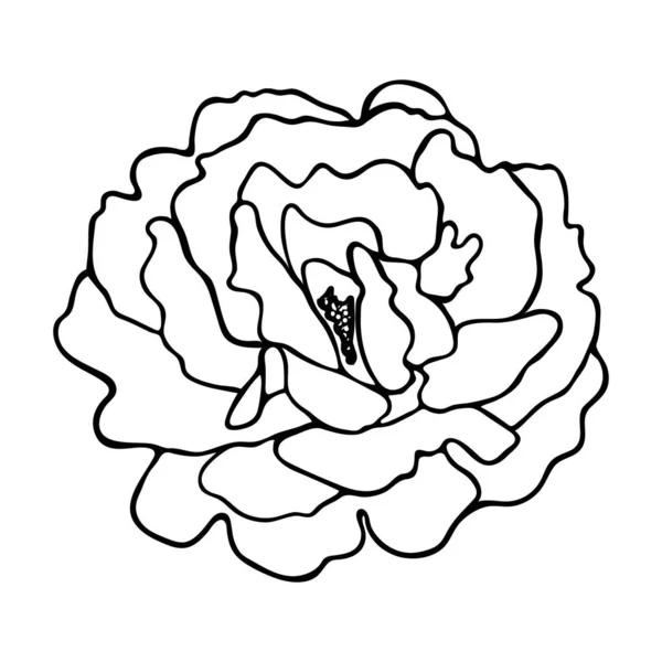 Эскиз Розы Силуэт Цветка Каракулей Простой Ручной Рисунок Цветка Черный — стоковый вектор