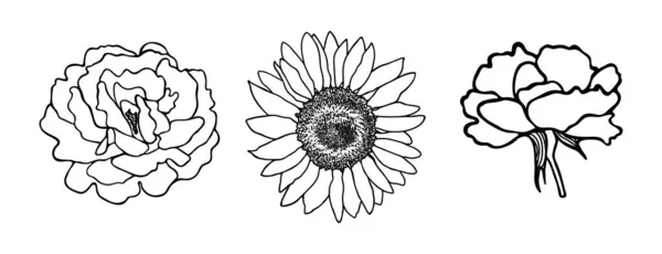 Набор Ручных Цветов Черные Контуры Цветка Белом Фоне Подсолнух Роза — стоковый вектор