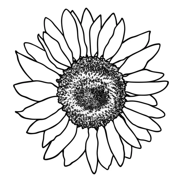 Solrosskiss Doodle Solros Siluett Enkel Handritning Blomma Svart Kontur Vektorillustration — Stock vektor