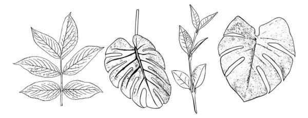 Vector Black Outline Leaves White Background Hand Drawn Leaf Sketch — Vetor de Stock