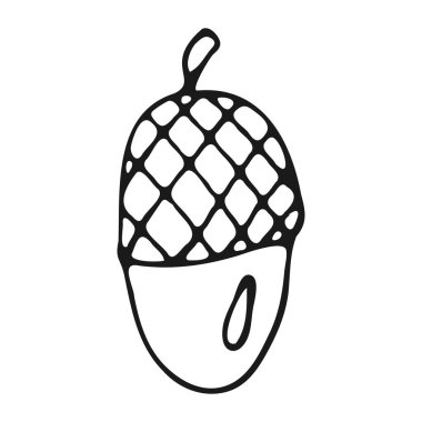 Hand drawn acorn in doodle style isolated on white background. Autumn element. Vector illustration.