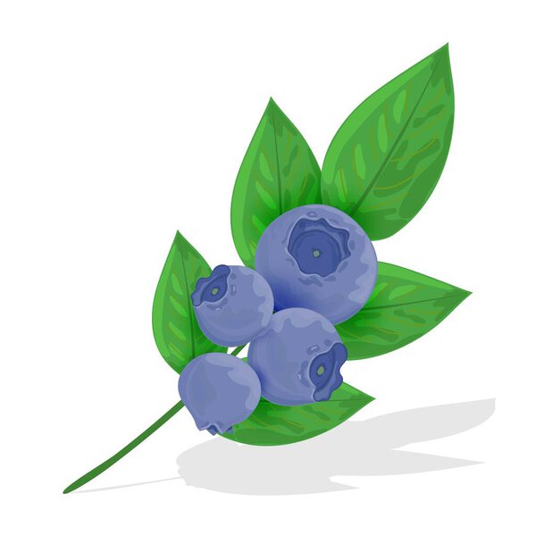 Branch with blueberries and leaves close-up. Dark blue blueberries with green leaves on a white background. Vector illustration.