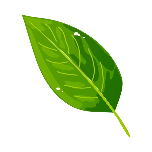 Grünblatt Illustration Lorbeer Oder Teeblatt Laub Einer Pflanze Eines Baumes — Stockvektor
