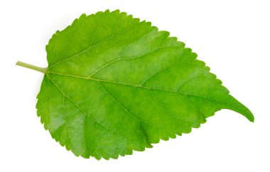 İzole amber yaprakları. Tepedeki amber çiçeği beyaz arkaplanda yeşil renkte bırakır. Pat kırpılıyor