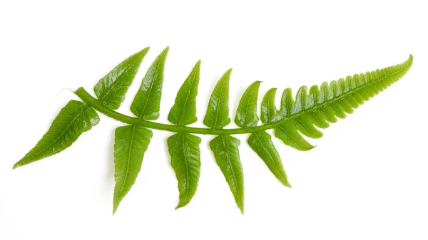 İzole edilmiş yeşil yapraklar. Üst görünüm süslemeli yeşillik, beyaz arkaplanda eğreltiotu, kırpma yolu ile