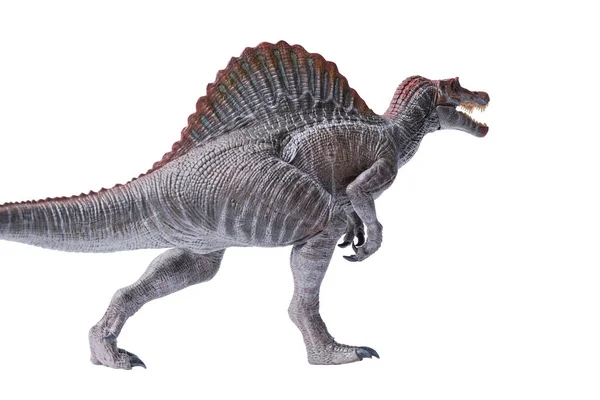 İzole edilmiş Spinosaurus dinozorları. Dinozorlar beyaz arka planda oynarlar. Spinosaurus gerçekten büyük bir dinozordu. Kesme yolu ile et yiyordu..