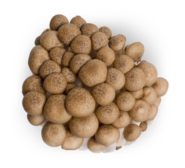 İzole edilmiş kahverengi mantar mantarları. Beyaz arka planda Taze Shimeji siyah mantarları (Hypsizygus tessellatus). kırpma yolu.