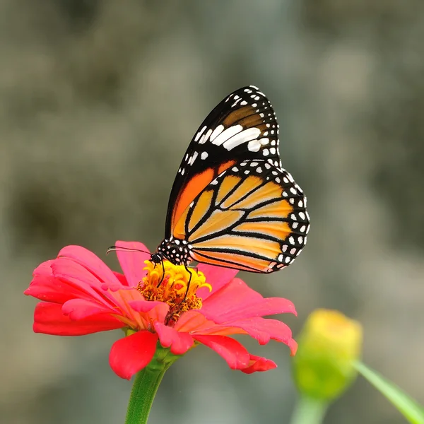 Motyl (wspólne Tygrys) — Zdjęcie stockowe