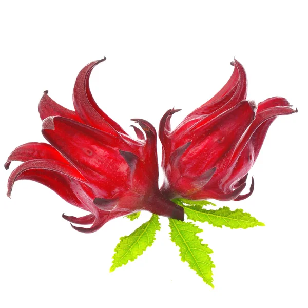 Beyaz arka plan üzerinde izole hibiscus sabdariffa veya roselle meyve