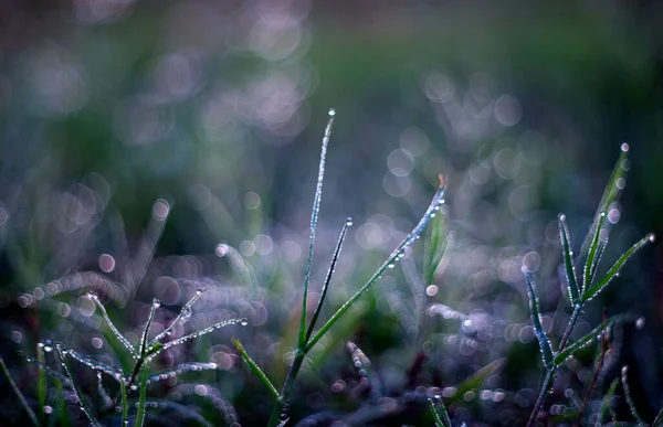 Gotas Orvalho Uma Grama Verde — Fotografia de Stock