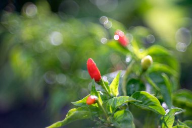 Ağaçta yeşil yapraklı Tayland biberi