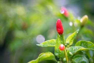 Ağaçta yeşil yapraklı Tayland biberi