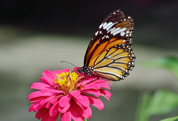 Borboleta (tigre comum ) — Fotografia de Stock