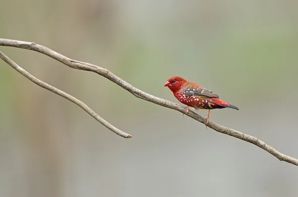 Bird (Red Avadavat), Tailândia — Fotografia de Stock