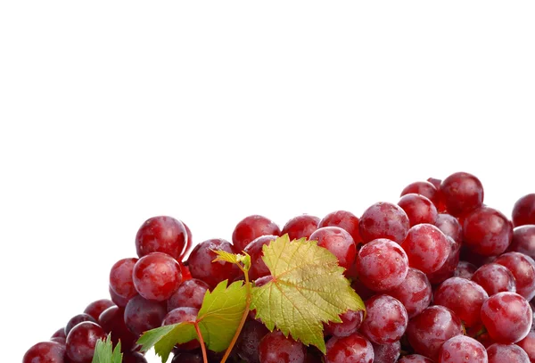 Red grape isolated on white background — Stock Photo, Image