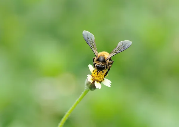Abeja de miel a la flor y recoger el néctar —  Fotos de Stock