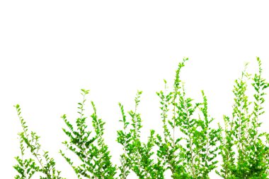 beyaz arkaplanda yeşil yapraklar izole