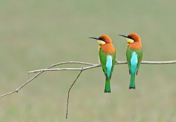 Птах (Каштан очолював bee-eaters), Таїланд — стокове фото