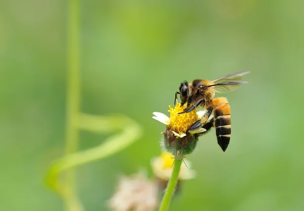 çiçek ve nektarı toplamak için bal arısı