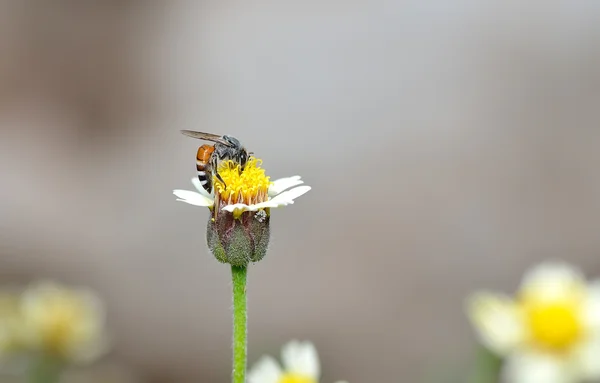 Медовая пчела к цветку и собрать нектар — стоковое фото