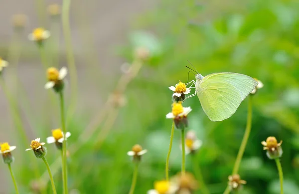 Motyl i kwiaty — Zdjęcie stockowe