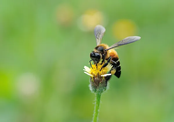 Honey Bee to the flower and collect the nectar — Stock Photo, Image