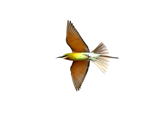 Modrá sledoval bee-eater v letu izolovaných na bílém pozadí — Stock fotografie
