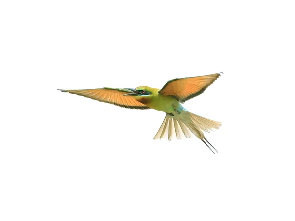 Modrá sledoval bee-eater v letu izolovaných na bílém pozadí — Stock fotografie