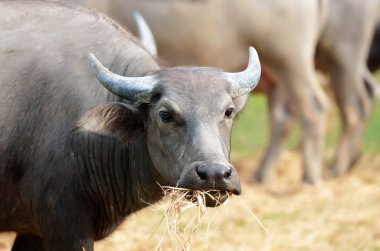 bufalo çim alandaki