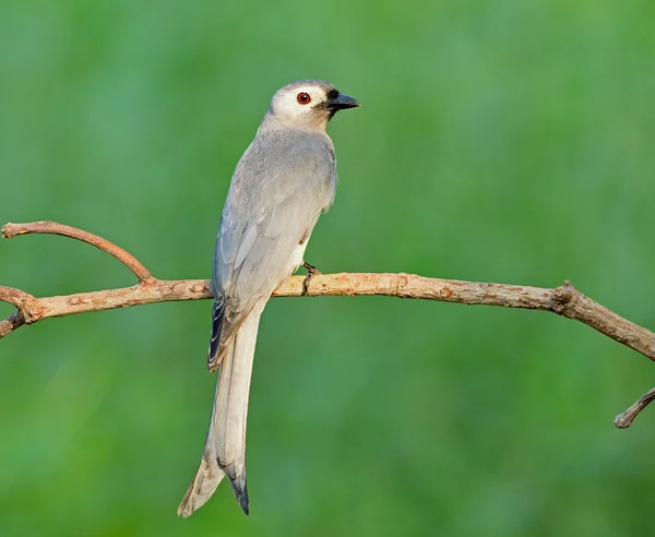 Bird (Ashy drongo) , Thailand — Stock Photo, Image