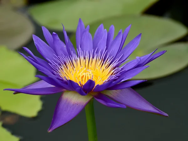 Purple lotus on the river,Thailand — Stock Photo, Image