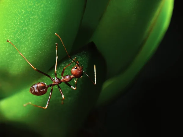 Fechar formiga em fundo preto — Fotografia de Stock