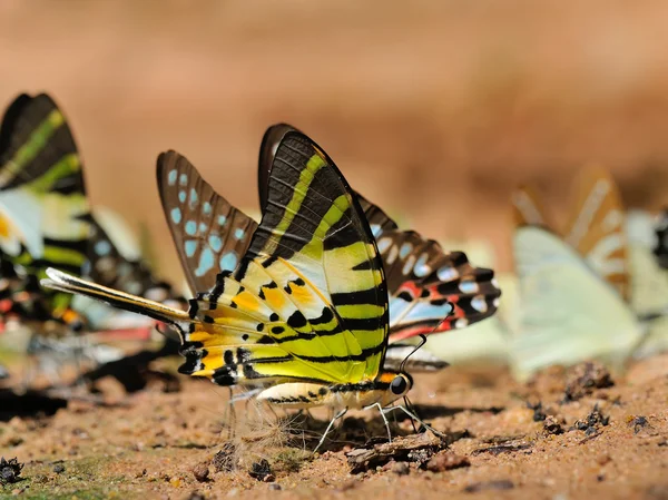 Motyl (fivebar Hellera), Tajlandia — Zdjęcie stockowe