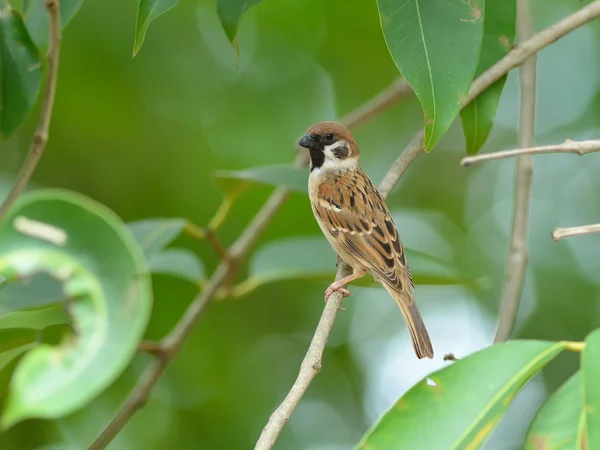 Vogel (eurasischer Baumsperling), Thailand — Stockfoto