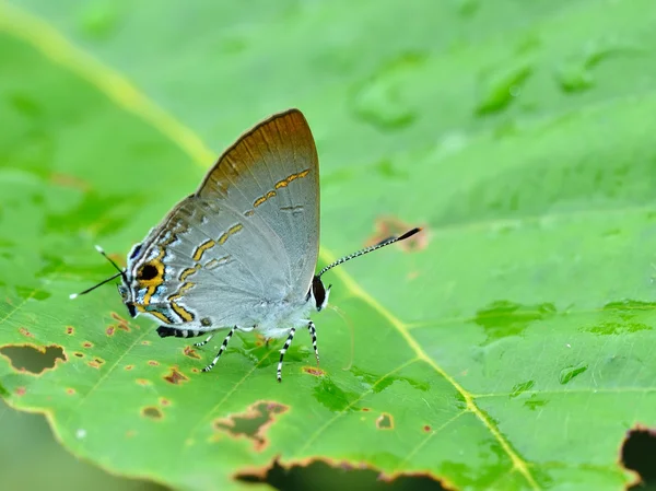 Borboleta, Tailândia — Fotografia de Stock