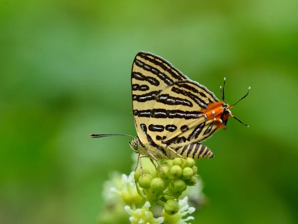 Motyl (mały długo banded silverline), Tajlandia — Zdjęcie stockowe