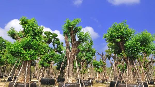 Tree for transplanting — Stock Photo, Image
