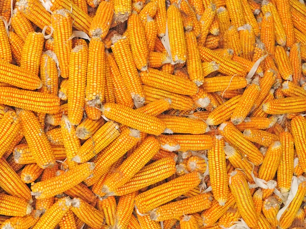 秋の収集黄色熟したトウモロコシ — ストック写真