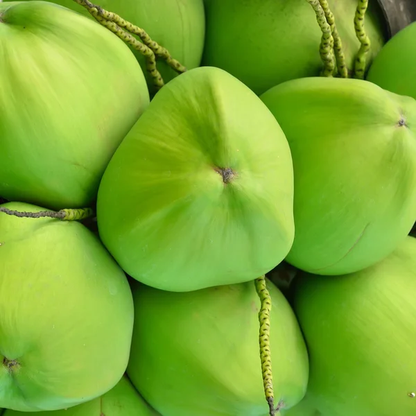 Зеленый кокос на дереве — стоковое фото