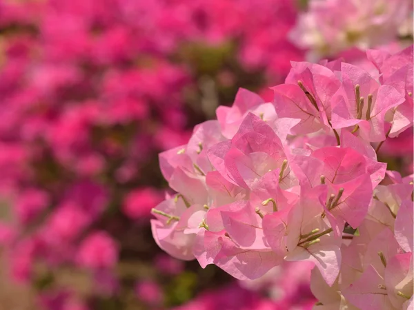 Барвисті квітами бугенвіллії квітка — стокове фото
