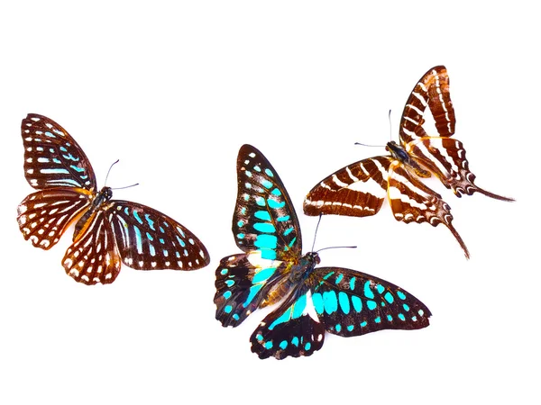 Метелик ізольований на білому тлі — стокове фото
