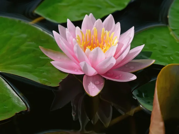 Flor de lótus rosa — Fotografia de Stock