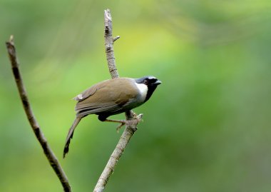 kuş (laughingthrush) siyah boğazlı, Tayland